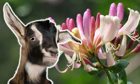 Can Goats Eat Honeysuckle Revealed Goat Owner