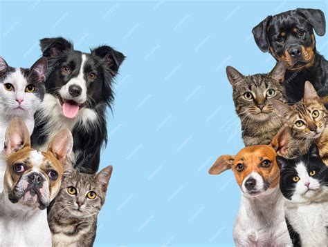 Premium Photo Large Group Of Cats And Dogs Looking At The Camera On