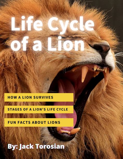 Life Cycle Of A Lion By Jack T By Shapiron Nvnet Org Issuu