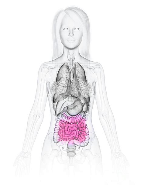 small intestine photograph by sebastian kaulitzki science photo library pixels