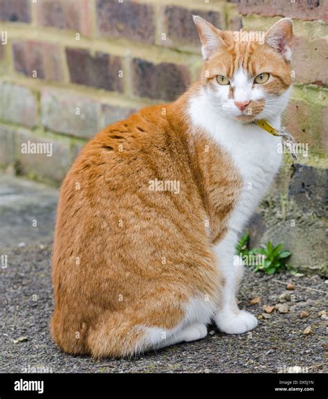 Ginger And White Tabby Cat