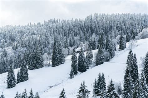Winter Black Forest Landscape Cedars On Hillside Pine Trees Snow In
