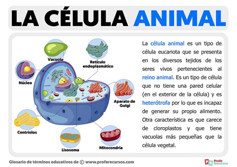 Közönségesség Lepontoz Becsület Caracteristicas De Las Celulas Animales