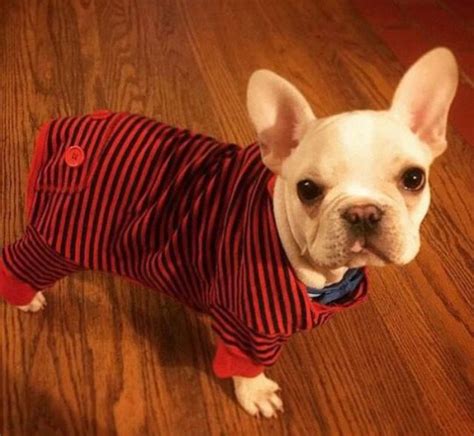 Idea By Sammi Social On Cute Puppies In Pajamas Puppies Dog