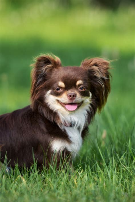 Happy Brown Chihuahua Dog Sitting On Grass Cute Chihuahua Chihuahua