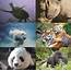 Endangered Species Day 2011  Focusing On The Conservation Of