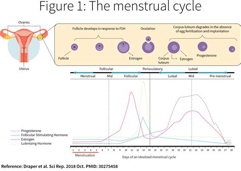 Does The Menstrual Cycle Affect Caffeines Performance Enhancing