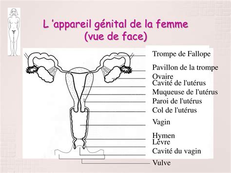 Ppt L Appareil Génital De La Femme Powerpoint Presentation Free