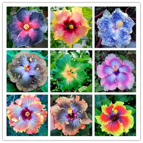 200 Of Mix Hibiscus Rosa Seeds Sinensis Flower Seeds Hibiscus Tree