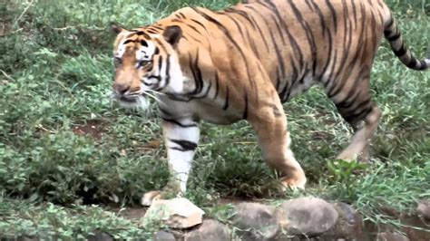 See more of kebun binatang on facebook. hewan lucu 2016: video kebun binatang ragunan Images