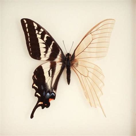 Lonelyentomologist Butterfly Art Butterfly