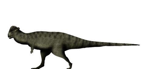 Pachycephalosaurus Wyomingensis Rpaleoart