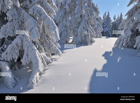 Snow Covered Conifer Trees Winter Grosser Beerberg Suhl Thuringia