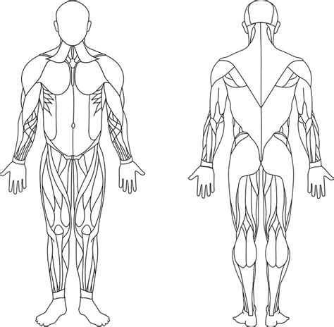 Muscular System Anatomy