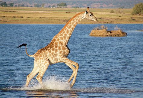 Giraffe Running through the Chobe Photograph by MaryJane Sesto - Pixels
