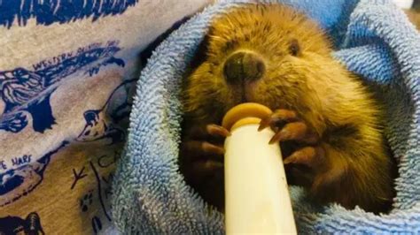 Woman Rescues Orphaned Baby Beaver Youtube