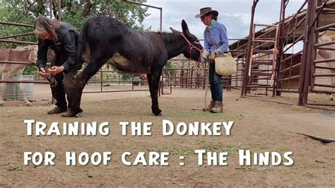 Task 25 Training Donkeys For Hoof Care The Hinds Youtube
