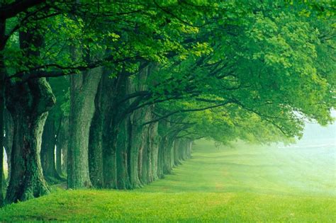 Green Trees Hd High Definition Wallpapers ~ Amazing World Gallery