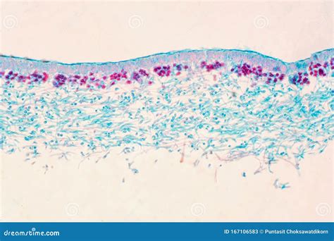 Lichen Fungus Cross Section Slide Under The Microscope View Stock