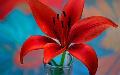 Red Lily Flower Wallpaper For Desktop Hd 3840x2400