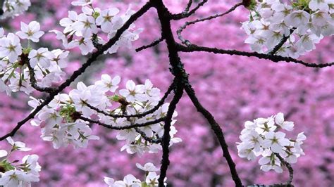 Cherry Blossom Landscape Closeup Pink Branch