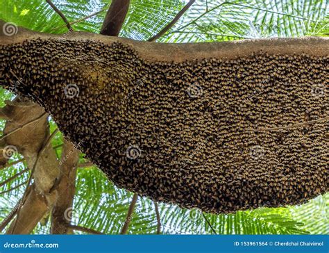 Beehive Of Giant Honey Bees On Big Tree Royalty Free Stock Photography