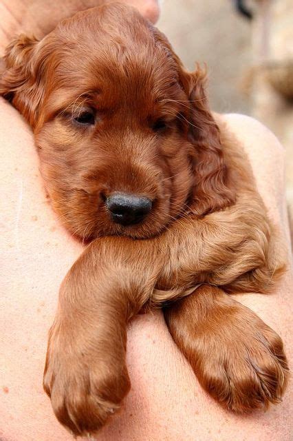 His wife is trixie, a cheerful golden retriever. Irish setter puppies bred by Henry's breeder - we took him ...