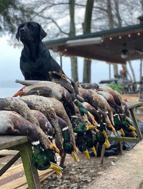 Best Guided Arkansas Duck Hunts Mallard Bay