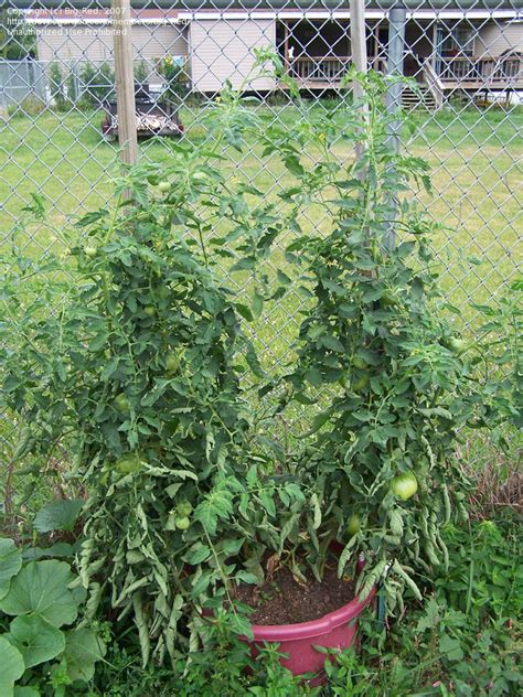 Plantfiles Pictures Tomato Better Boy Lycopersicon Lycopersicum By