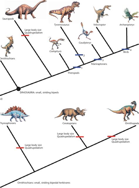 Evolution Of Dinosaur Locomotion Broad Changes In Locomotor Function