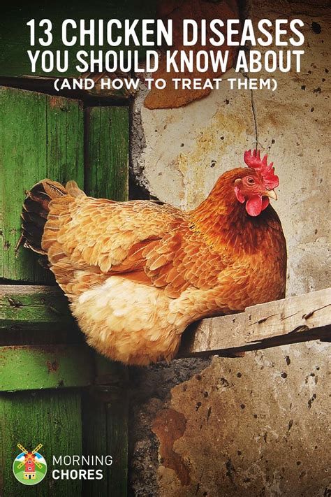 13 Common Chicken Diseases You Should Know And How To Treat Them
