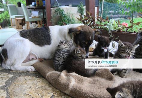 Bitch Nala Takes Care Of Six Kittens 02 10 2014 Croatia Koprivnica