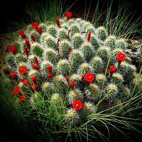 Blooming Cactus Awesome Bonito Cacti Flower Majestic Nature Hd