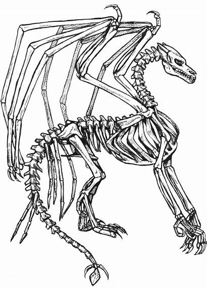 Coloring Pages Skeleton Dragon Adult Adults Realistic