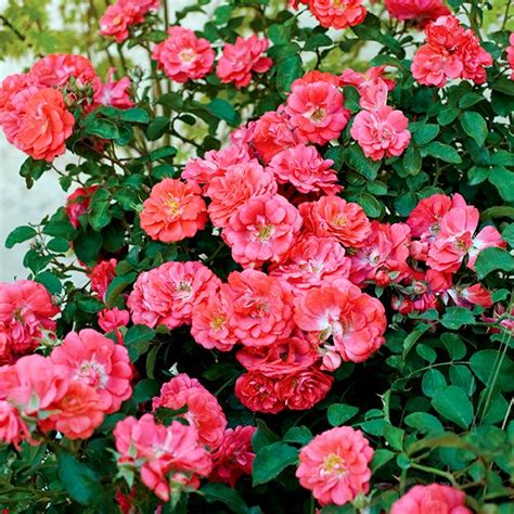 Coral Drift Groundcover Rose Buy At Nature Hills Nursery