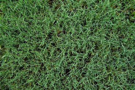 What Temp Does Bermuda Grass Grow Essential Guide My Heart Lives Here