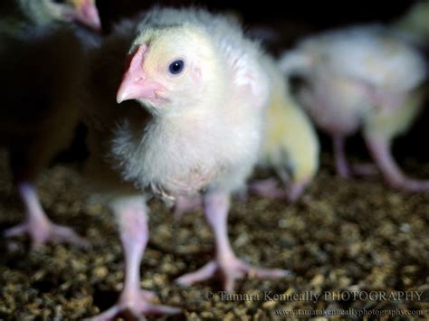 Born To Die The Life Of A Broiler Chicken Tamara Kenneally Photography