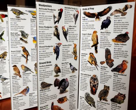 Bird Directory Birding Guides Different Types Of Birding Guide