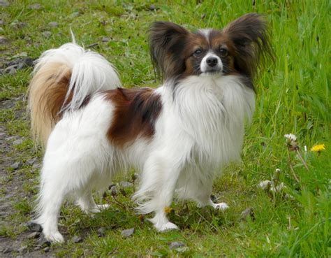 Papillon Breeders In Georgia With Puppies For Sale Puppyhero
