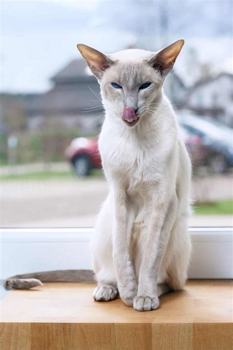 Lilac Point Siamese Cats 3 Interesting Facts