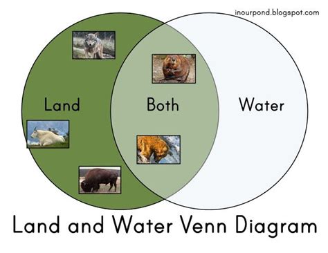 Land And Water Venn Diagram Water Animals Animal Worksheets Venn