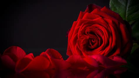 Images Red Rose Petals Flower Closeup Black Background 2560x1440