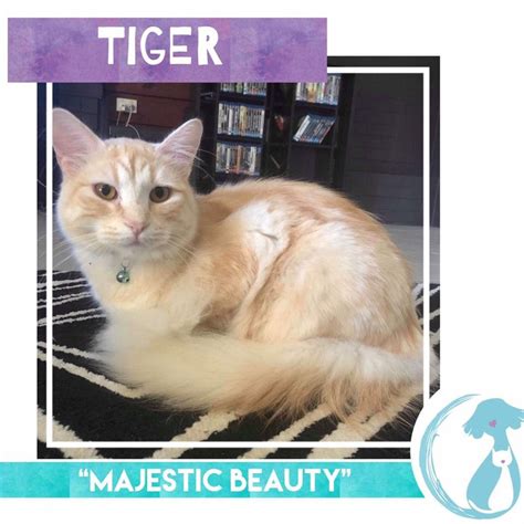 Tiger Male Domestic Long Hair Cat In Qld Petrescue