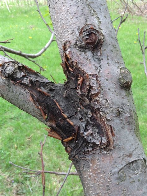 Apple Tree Disease Or Pest Ask An Expert