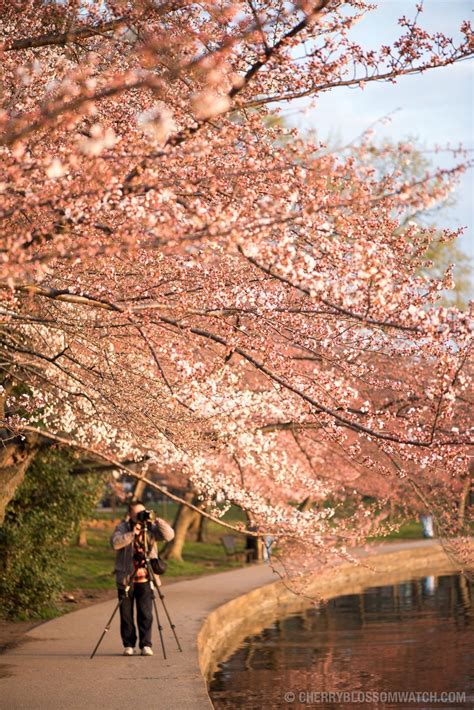 Cherry Blossom Watch Update March 22 2016 Cherry Blossom Blossom Washington Dc