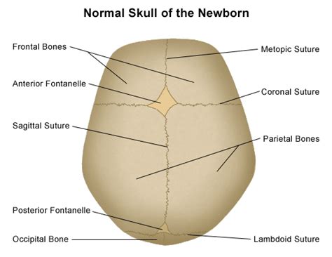 Cranial sutures