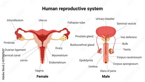 Vettoriale Stock Male And Female Reproductive System With Main Parts Labeled Anatomy Human