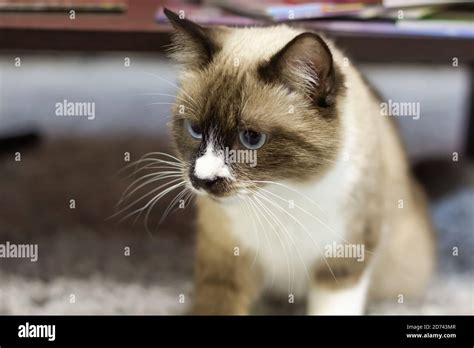 Cute Siamese Cat Hi Res Stock Photography And Images Alamy
