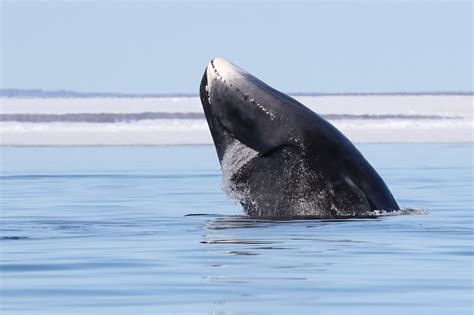 New Bowhead Whale Molting Location Found Arctic Kingdom
