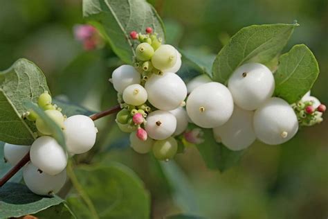 How To Grow And Care For Snowberry Bush Gardeners Path